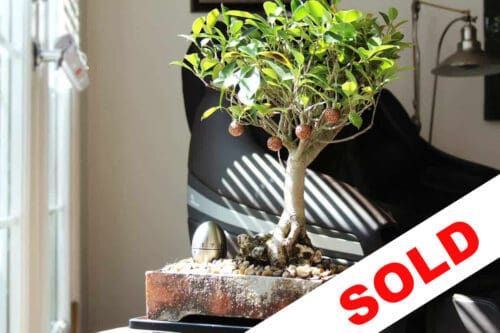 Beautiful Ficus Bonsai