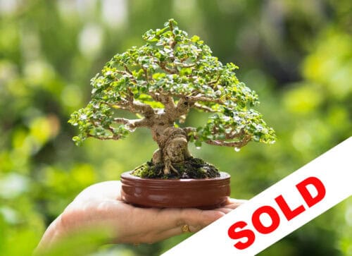 Jade Bonsai